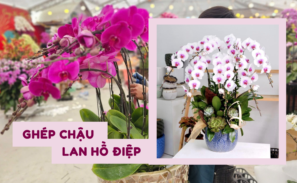 Cách ghép chậu lan hồ điệp, hướng dẫn chi tiết từng bước đơn giản nhất