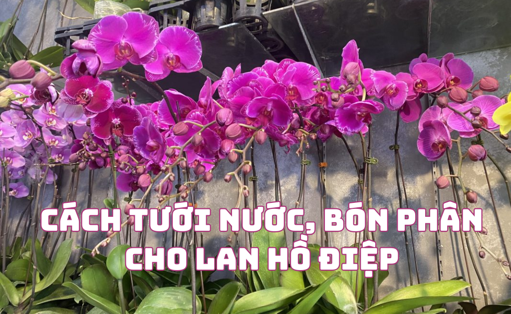 Cách tưới nước cho lan hồ điệp, bón phân đúng để cây ra hoa phát triển tốt