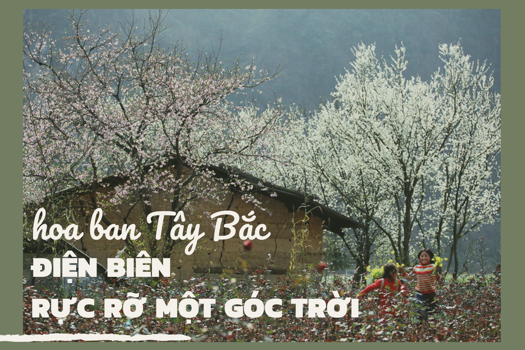 Hoa Ban Tây Bắc Nở Rực Mừng Chiến Thắng Chiến Dịch Điện Biên Phủ 70 Năm