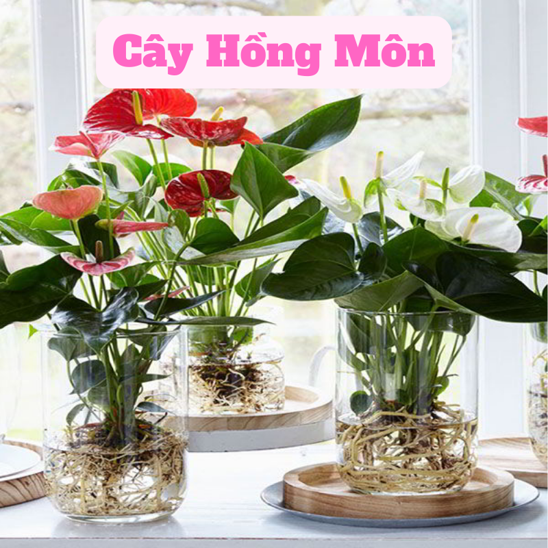 Cây Hồng Môn: Ý Nghĩa Phong Thuỷ, Tác Dụng & Hợp Với Mệnh Nào
