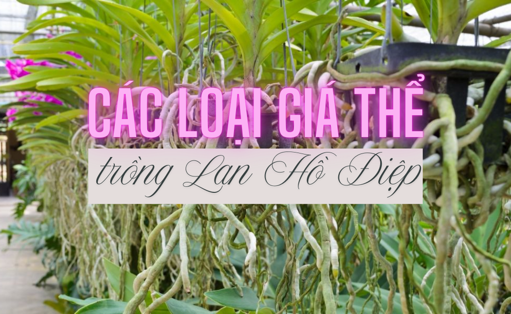 8 Loại giá thể trồng Lan Hồ Điệp tốt nhất hiện nay, cách chọn phù hợp