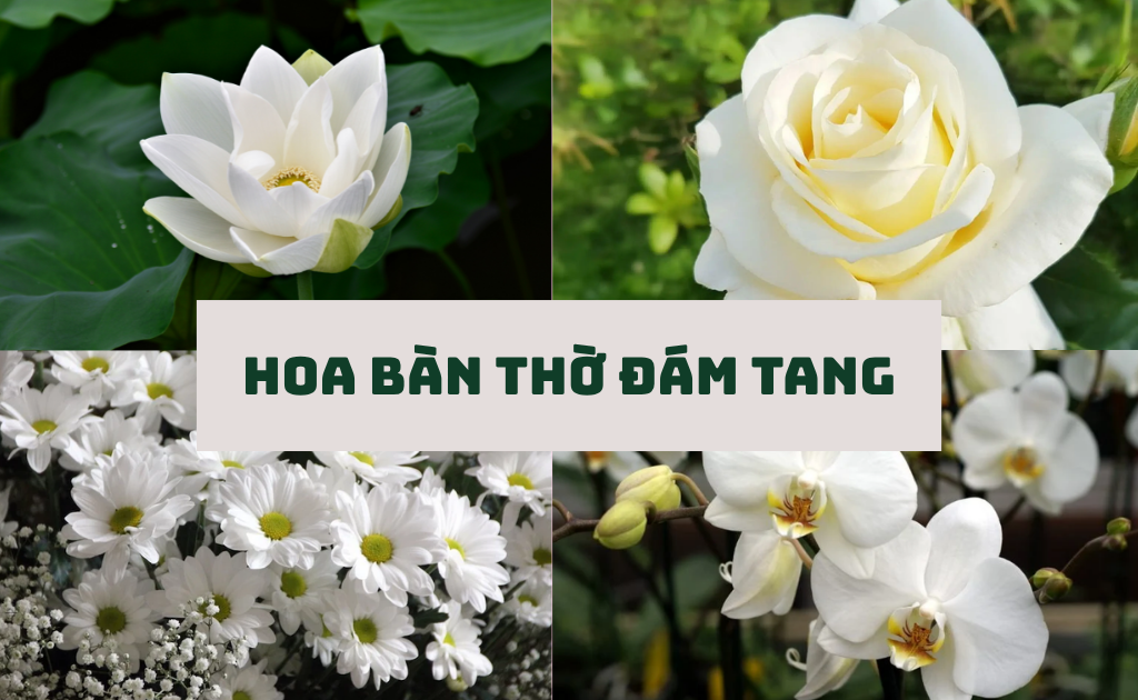 Hoa bàn thờ đám tang nên chọn màu nào, cắm hoa gì ý nghĩa phù hợp?