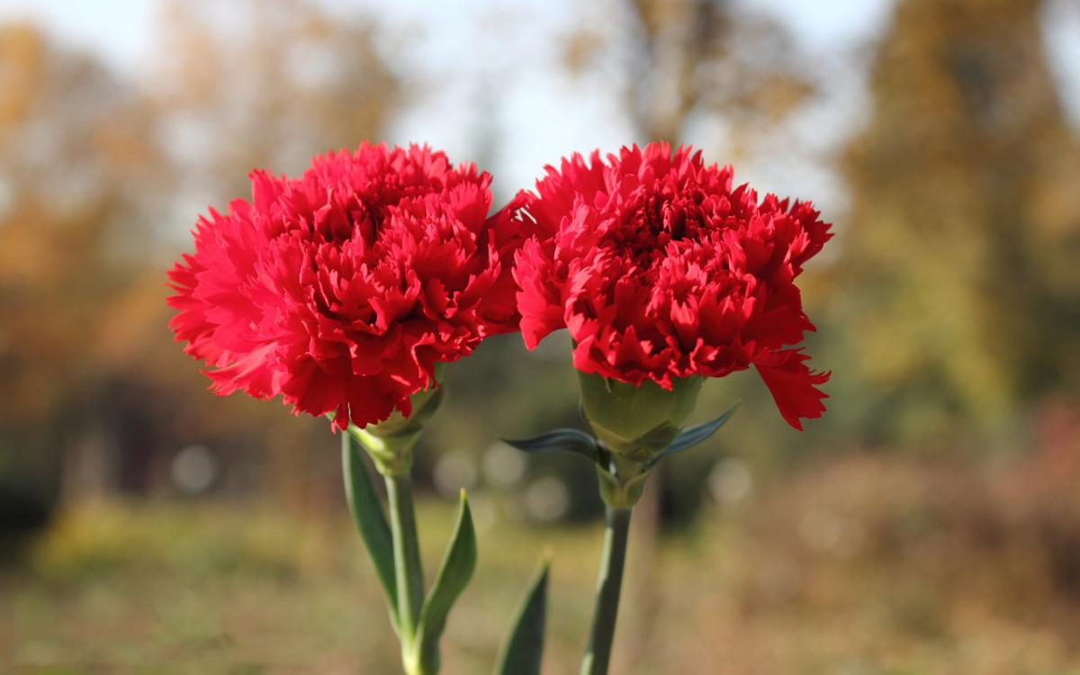 Khám phá đặc điểm và ý nghĩa của hoa cẩm chướng