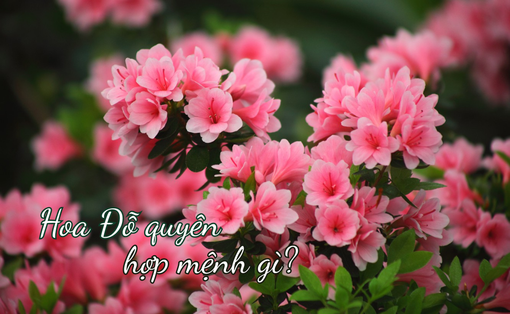 Hoa đỗ quyên hợp mệnh gì? Ý nghĩa hoa đỗ quyên trong tình yêu và cuộc sống