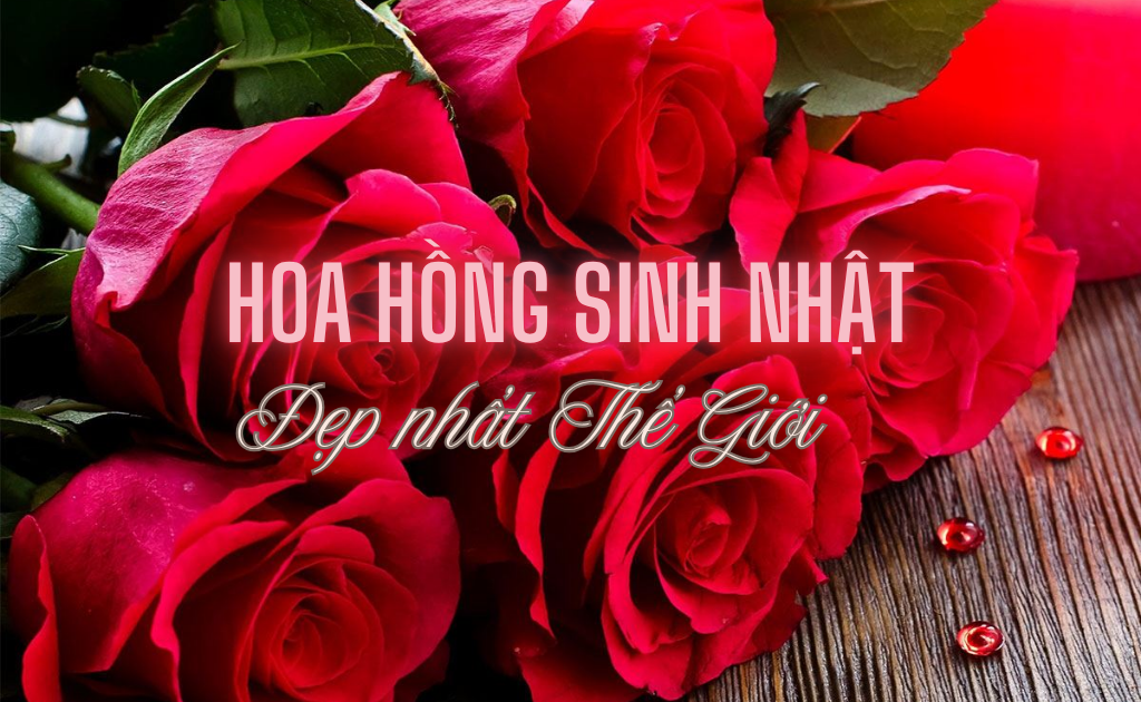 199+ Hoa hồng sinh nhật đẹp nhất Thế giới, ý nghĩa độc đáo 2025