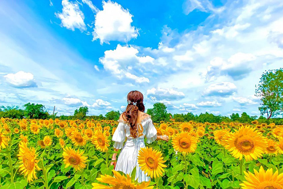Hoa hướng dương gồm mấy loại? Ý nghĩa hoa hướng dương như thế nào ...