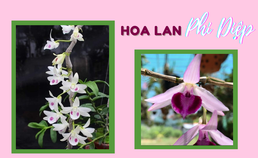Hoa Lan Phi Điệp có mấy loại? Cách nhận biết, trồng và chăm sóc đơn giản