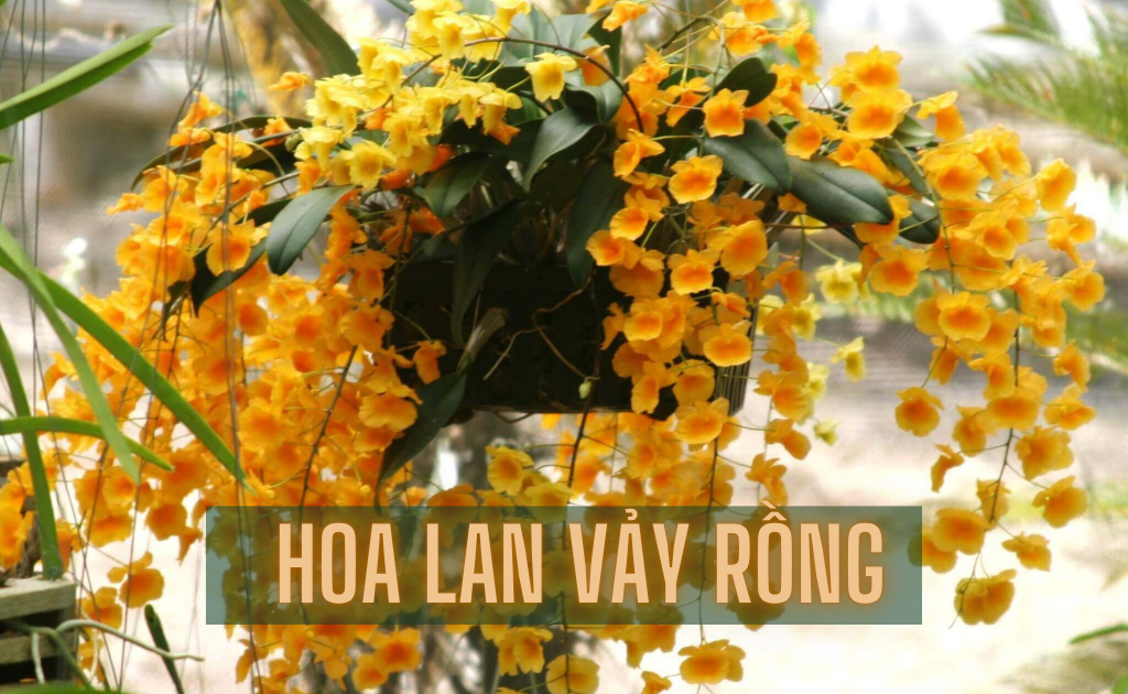 Lan vảy rồng - Đặc điểm, cách trồng và chăm sóc sai hoa rực rỡ