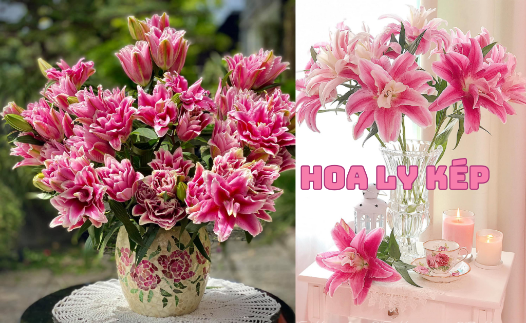 Hoa Ly Kép (Roselily): Ý nghĩa, phân loại và mẹo giữ hoa tươi đẹp lâu