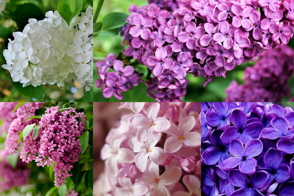 Ý Nghĩa Hoa Tử Đinh Hương (Lilac), Hình Ảnh & Công Dụng Của Lilac