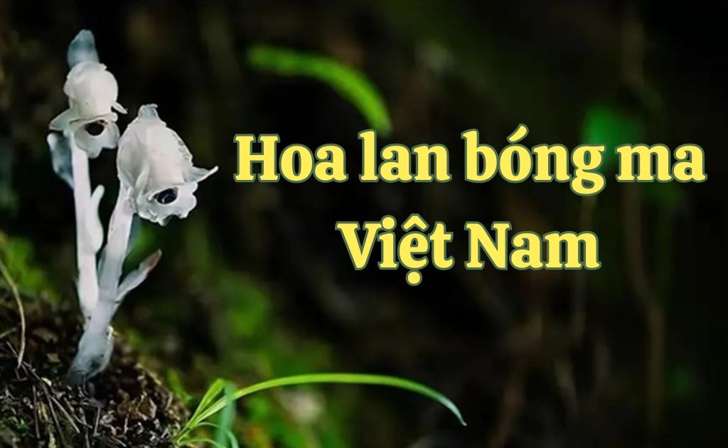Hoa lan bóng ma Việt Nam có thật không? Vẻ đẹp ma mị của loài hoa siêu hiếm