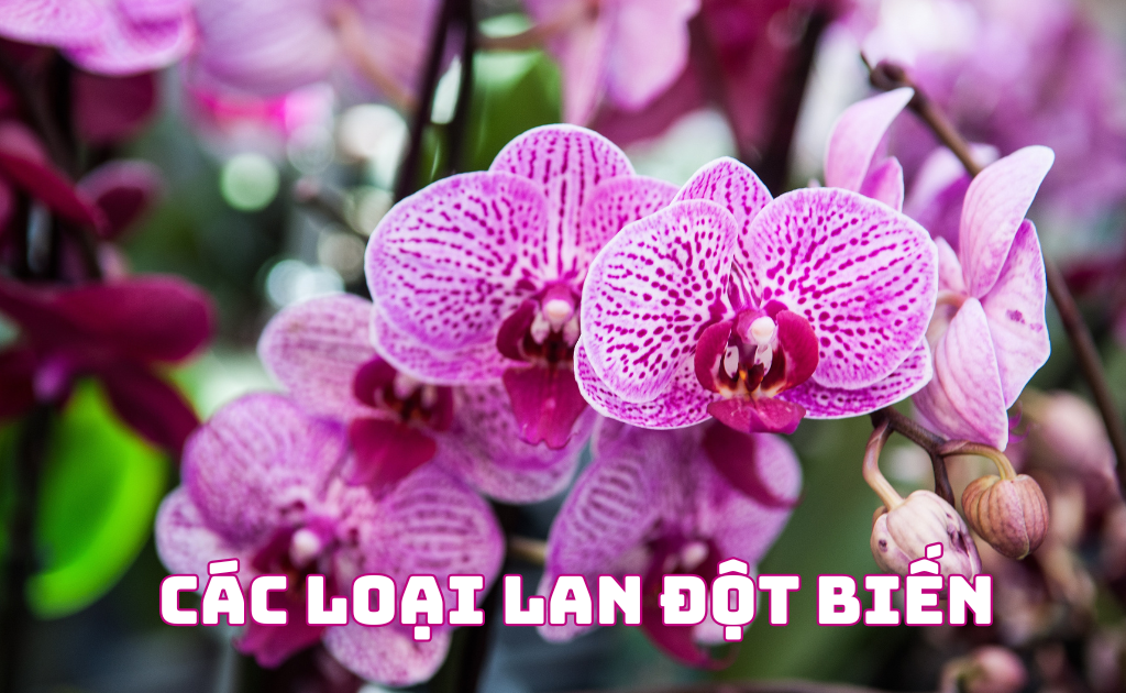 Lan đột biến là gì? Các loại hiện nay, hình ảnh phân biệt lan var nhanh chóng