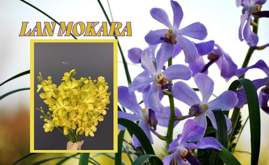 Hoa Lan Mokara - Ý nghĩa, cách trồng, chăm sóc lan ra hoa quanh năm