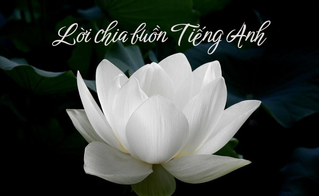 100+ Lời chia buồn bằng tiếng Anh, gửi cầu nguyện cho người đã mất chân thành nhất