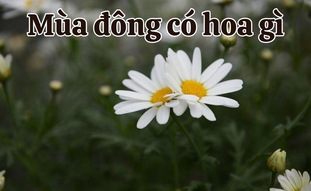 Mùa đông có hoa gì? Các loài hoa nở vào mùa đông, ưa lạnh đẹp nhất