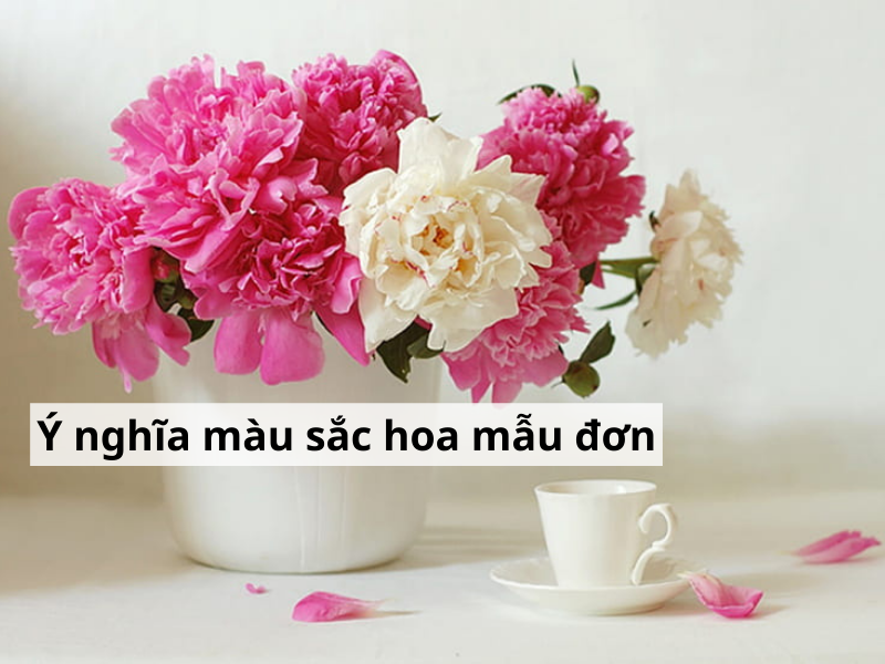Ý nghĩa hoa mẫu đơn theo màu, Nở mùa nào & Hợp mệnh gì