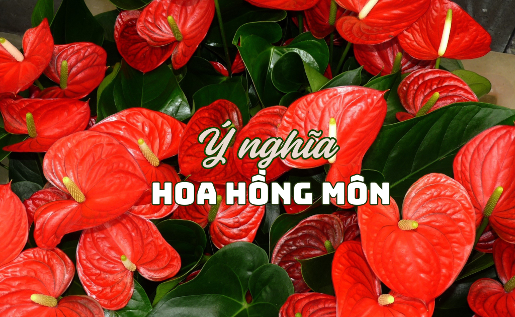 Ý nghĩa cây hồng môn trong phong thuỷ hợp mệnh nào? Tác dụng quan trọng