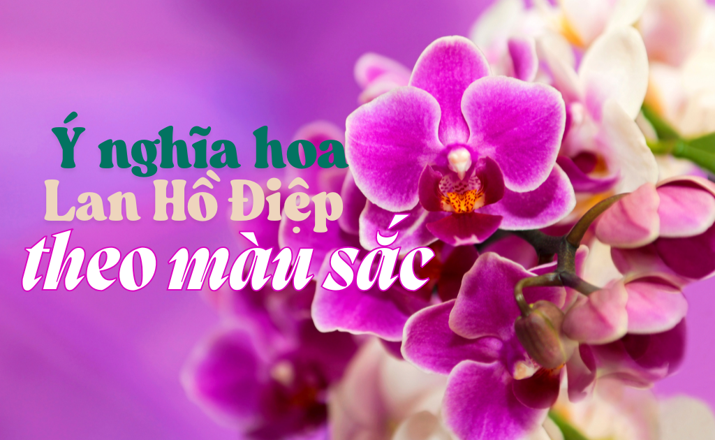 Ý nghĩa Lan Hồ Điệp theo màu sắc phong thuỷ chi tiết nhất