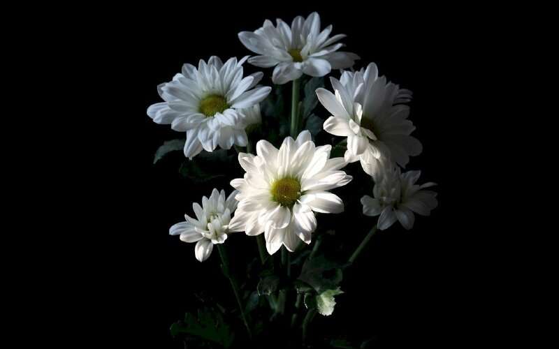 Hoa cúc trắng thường dược dùng trong tang lễ để thể hiện lòng thành kính và sự tiếc thương