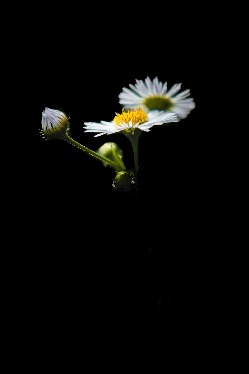 Hình nền điện thoại hoa cúc trắng