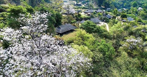 Toàn cảnh Điện Biên được nhân đôi sự xinh đẹp khi đến mùa hoa ban nở.