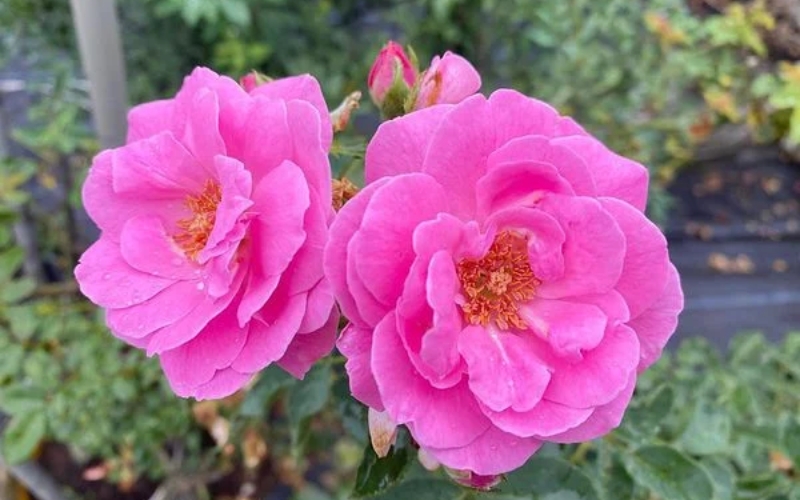 Hồng cổ son môi thuộc dạng bụi cao, hoa có màu cánh sen đậm đà