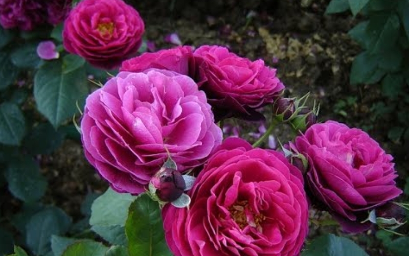 Hồng cổ tứ quý là một giống hồng leo mạnh mẽ