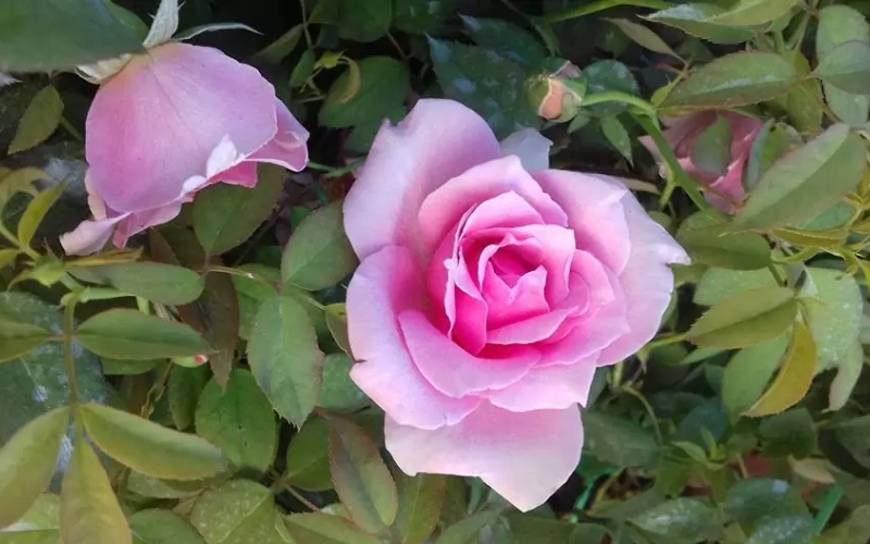 Hồng phấn nữ hoàng nổi tiếng với hương thơm nồng nàn