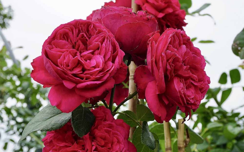 Hồng leo Red Eden (Mộng Vy) là một giống hồng leo hiện đại, được lai tạo tại Pháp