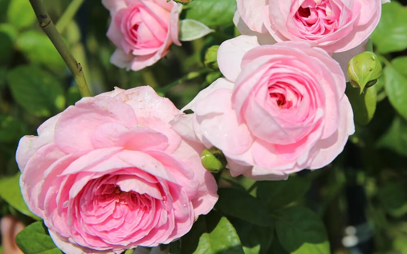 Mon Coeur mang một vẻ đẹp nhẹ nhàng, thanh thoát với form hoa đẹp cổ điển