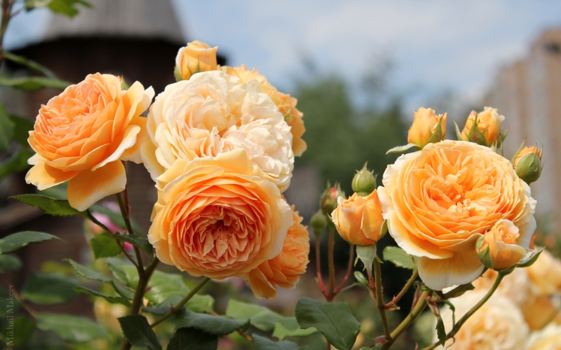 Hồng leo Crown Princess Margareta là một giống hồng leo thuộc dòng Leander của David Austin