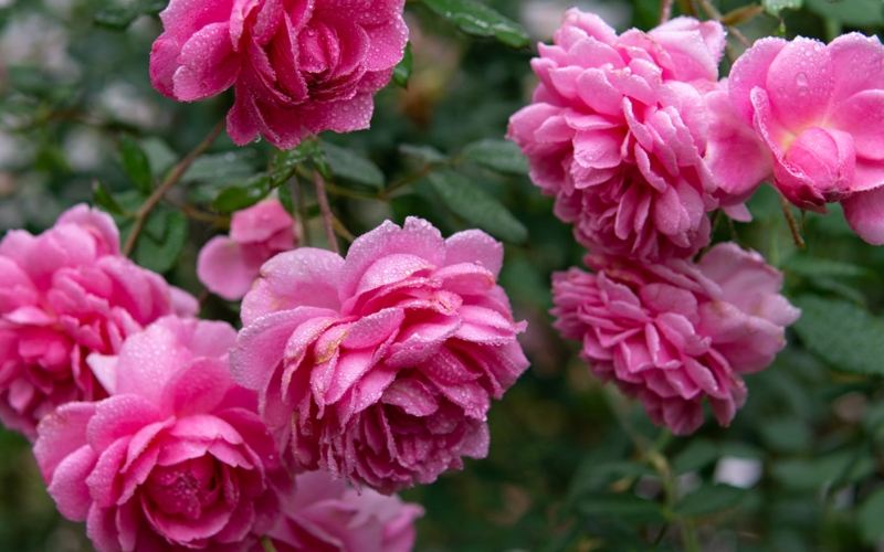 Huntington là một trong những giống hồng leo được ưa thích nhất tại Việt Nam