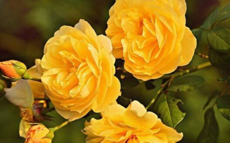 Hồng leo Golden Celebration là một giống hồng Anh nổi tiếng