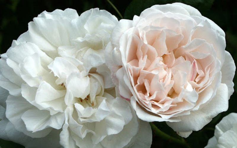 Hồng leo Winchester Cathedral mang vẻ đẹp thuần khiết, nhẹ nhàng