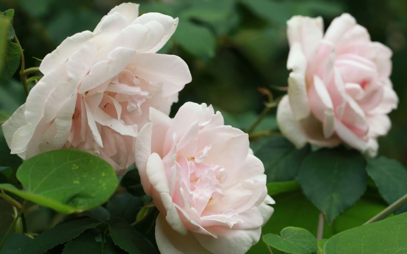 Hồng leo Madame Alfred Carriere có sức sống rất mạnh mẽ