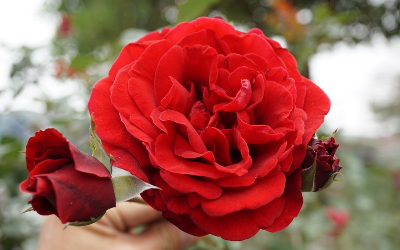 Hình ảnh của hoa hồng cổ Sơn La