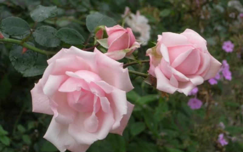 Hồng leo New Dawn ban đầu có màu hồng, sau đó chuyền dần sang màu trắng khi sắp tàn