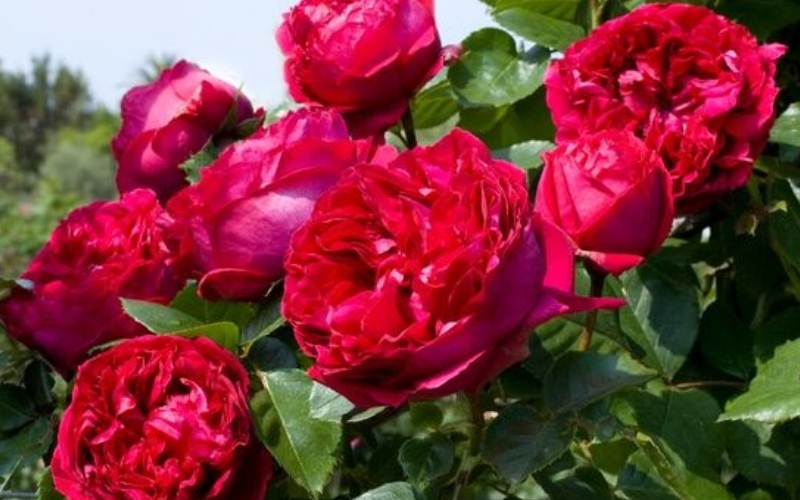 Hoa hồng Monalisa Rose khá cứng cáp, với nhiều gai cứng và nhọn,