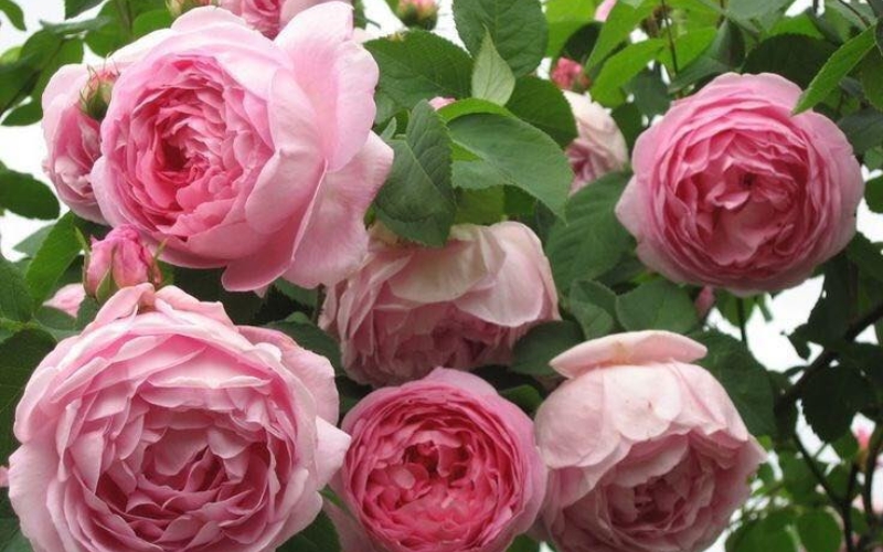 Hồng ngoại St. Ethelburga rất sai bông, có hương thơm nồng nàn