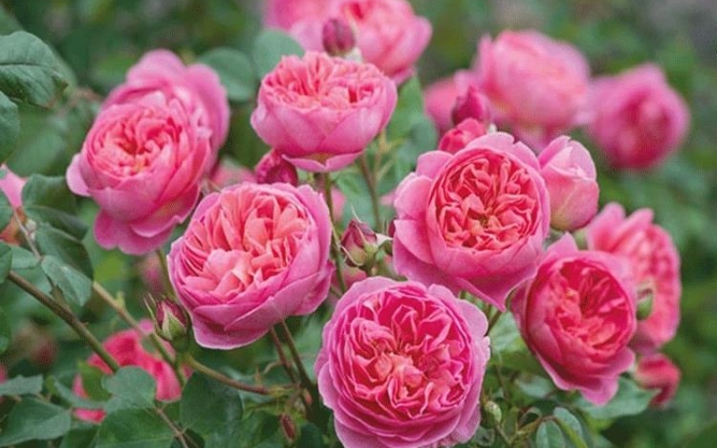 Hồng Bishop’s Castle có màu hồng cánh sen dịu nhẹ