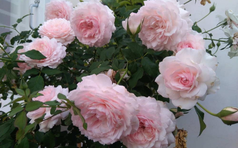 Hồng Misaki Rose là một giống hồng có nguồn gốc từ Nhật Bản