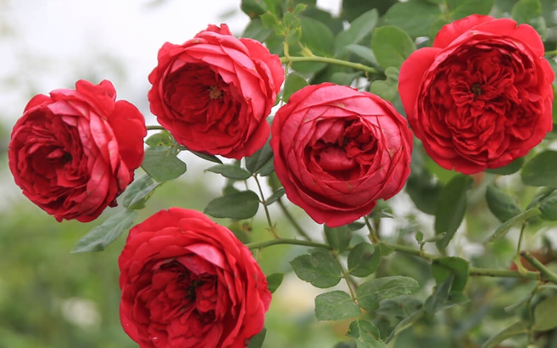 Pas De Deux cũng là một giống hồng có nguồn gốc từ Nhật Bản