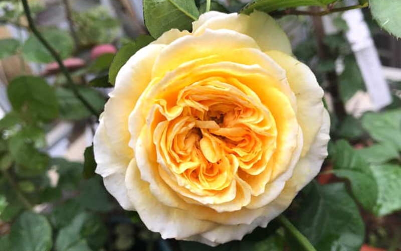 Beatrice là một giống hồng cắt cành nổi tiếng của nhà lai tạo David Austin (Anh)