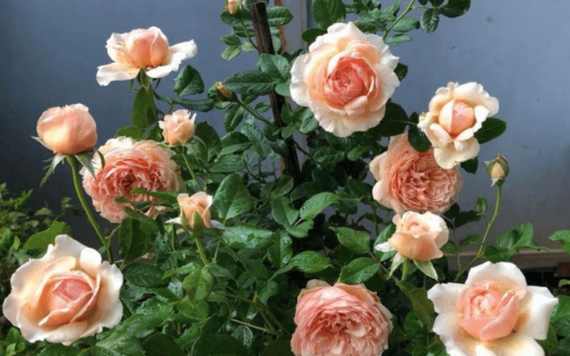 Masora Rose là một giống hồng có nguồn gốc từ Nhật Bản