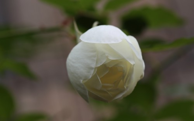 Hoa cổ bạch ho có màu trắng tinh khôi