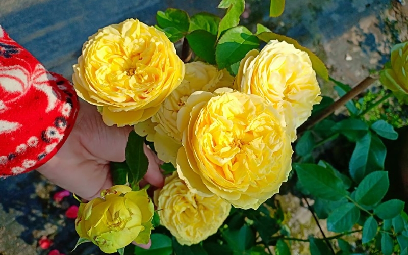 Catalina là một giống hồng bụi có nguồn gốc từ New Zealand