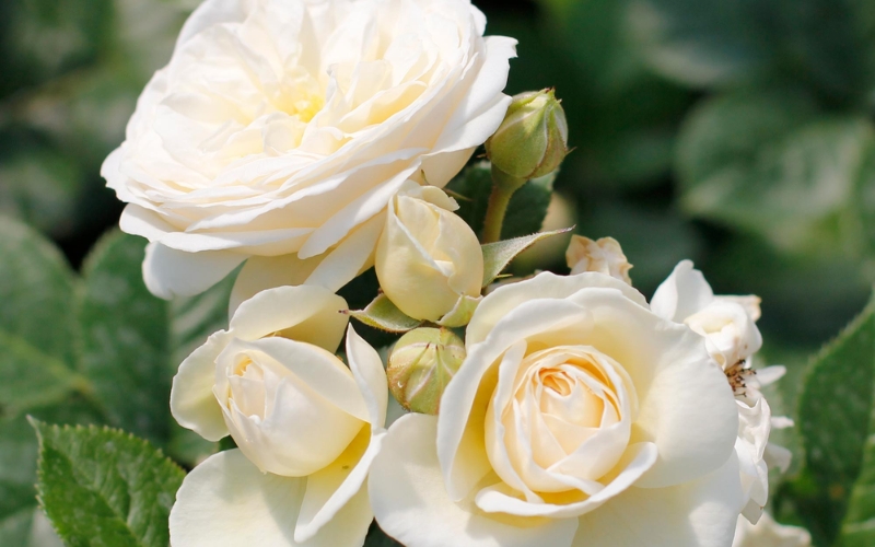 Artemis Rose là một giống hồng bụi có nguồn gốc từ Đức