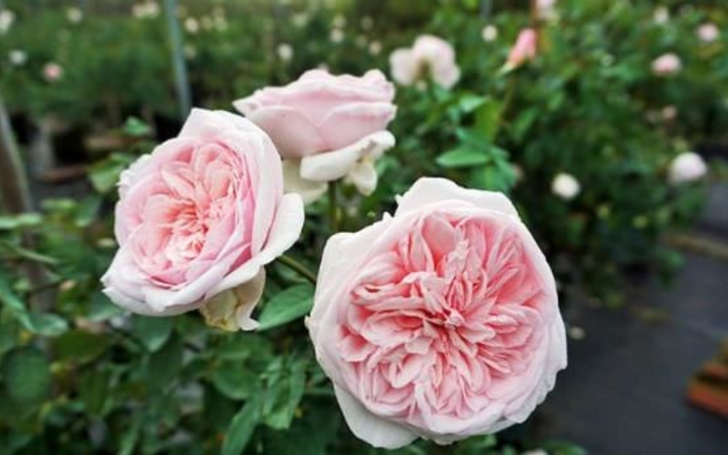 Hồng cổ Sapa là một trong những giống hồng cổ quý hiếm