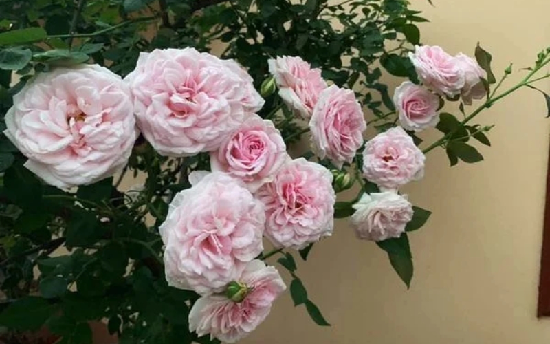 Hồng cổ Văn Khôi có giá trị khá đắt đỏ