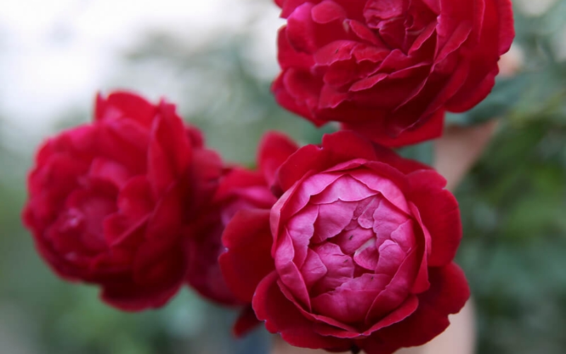 Hồng cổ Huế nở hoa quanh năm và mang hương thơm nồng nàn